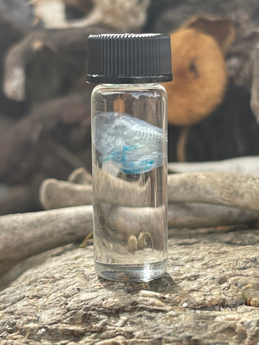 Diaphonized Fetal Mouse
