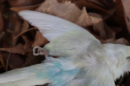 Reserved for HQO - Dry Preserved Parakeet
