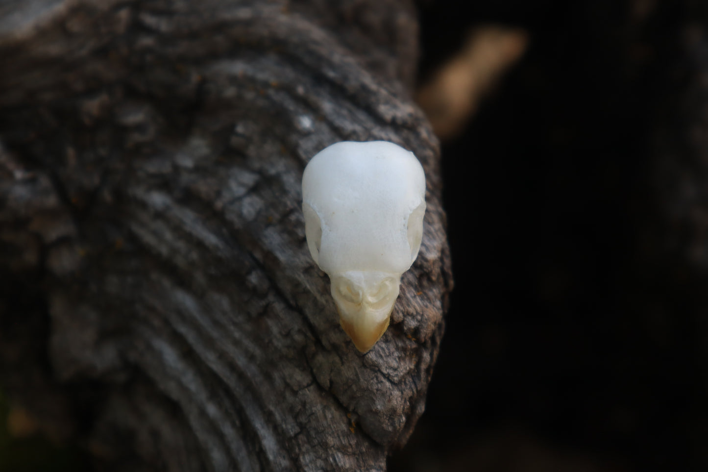 Reserved for Jessica - Parakeet Skull and Dry Preserved Parakeet Wings