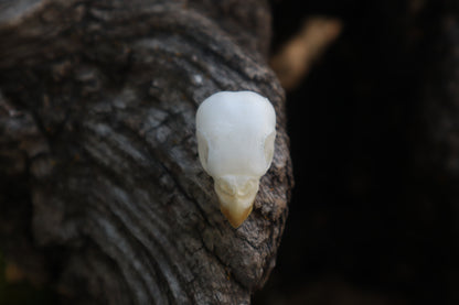 Reserved for Jessica - Parakeet Skull and Dry Preserved Parakeet Wings