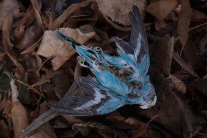 Reserved for HQO - Dry Preserved Parakeet