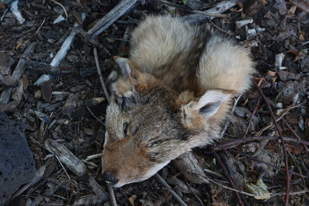 Reserved for Shayne - Soft Tanned Craft Coyote Face