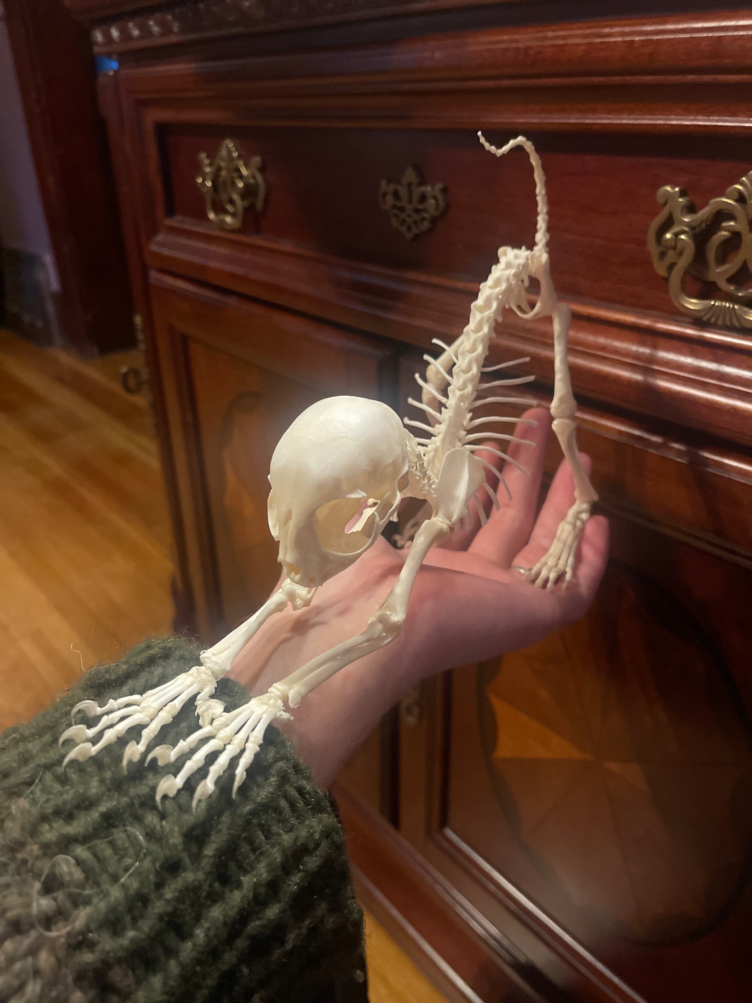 Reserved for Megan - Articulated Kitten Skeleton