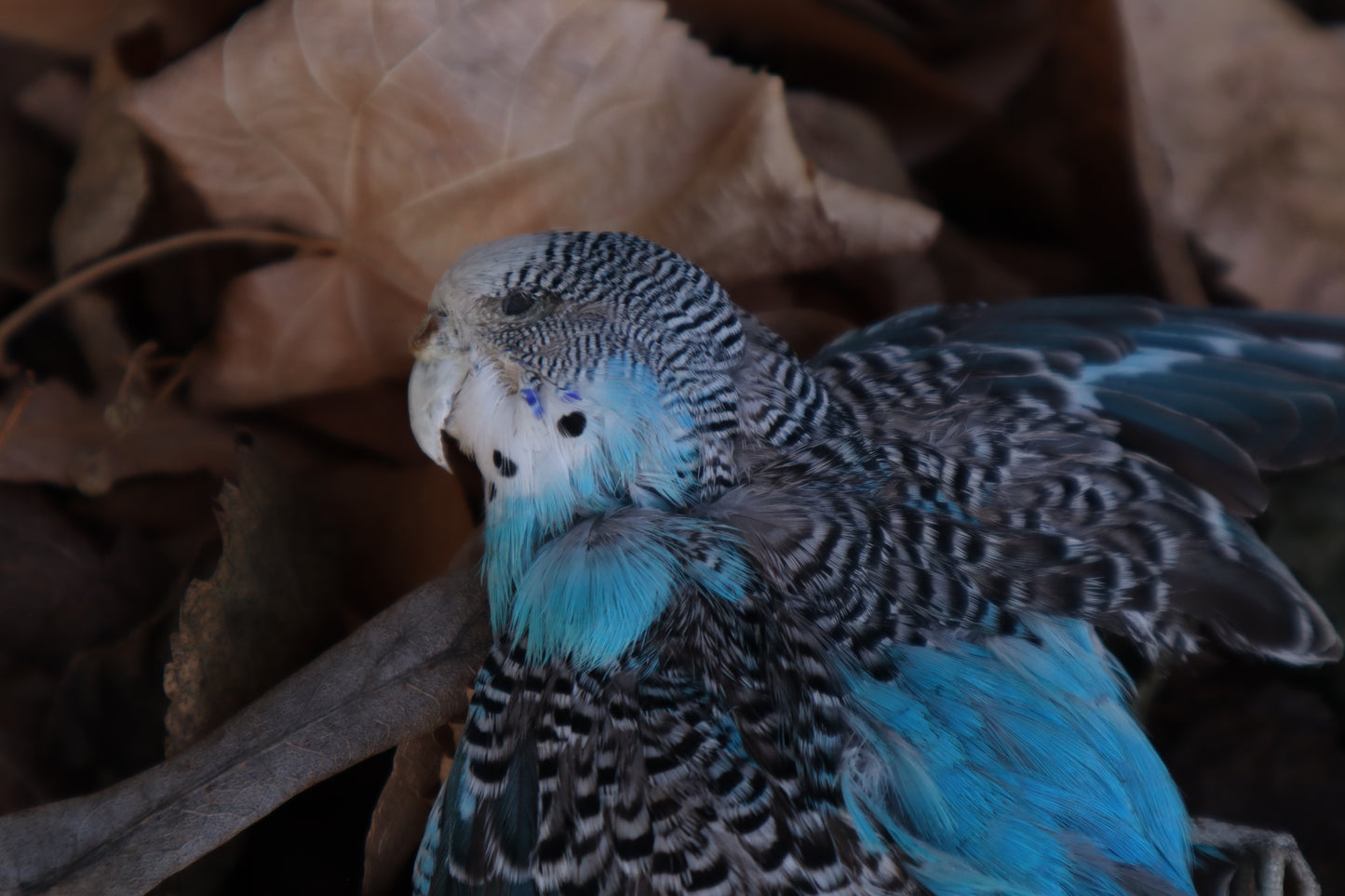 Reserved for HQO - Dry Preserved Parakeet
