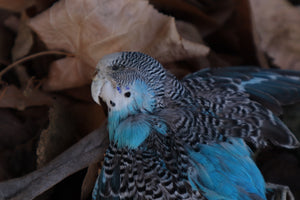 Reserved for HQO - Dry Preserved Parakeet
