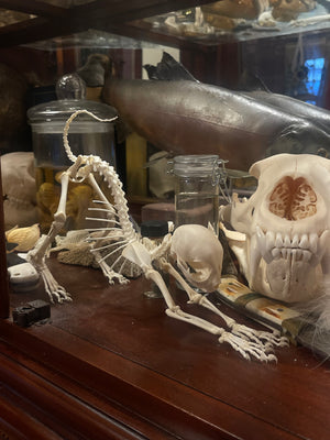Reserved for Megan - Articulated Kitten Skeleton