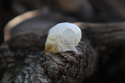 Reserved for Jessica - Parakeet Skull and Dry Preserved Parakeet Wings
