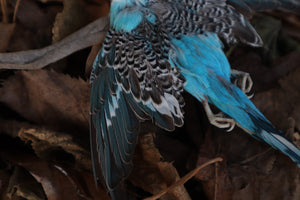 Reserved for HQO - Dry Preserved Parakeet