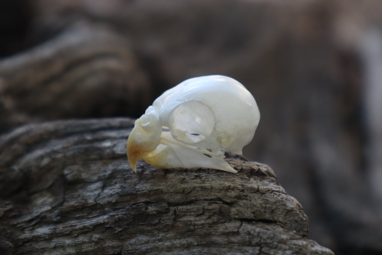 Reserved for Jessica - Parakeet Skull and Dry Preserved Parakeet Wings