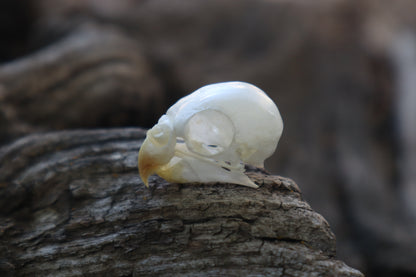 Reserved for Jessica - Parakeet Skull and Dry Preserved Parakeet Wings