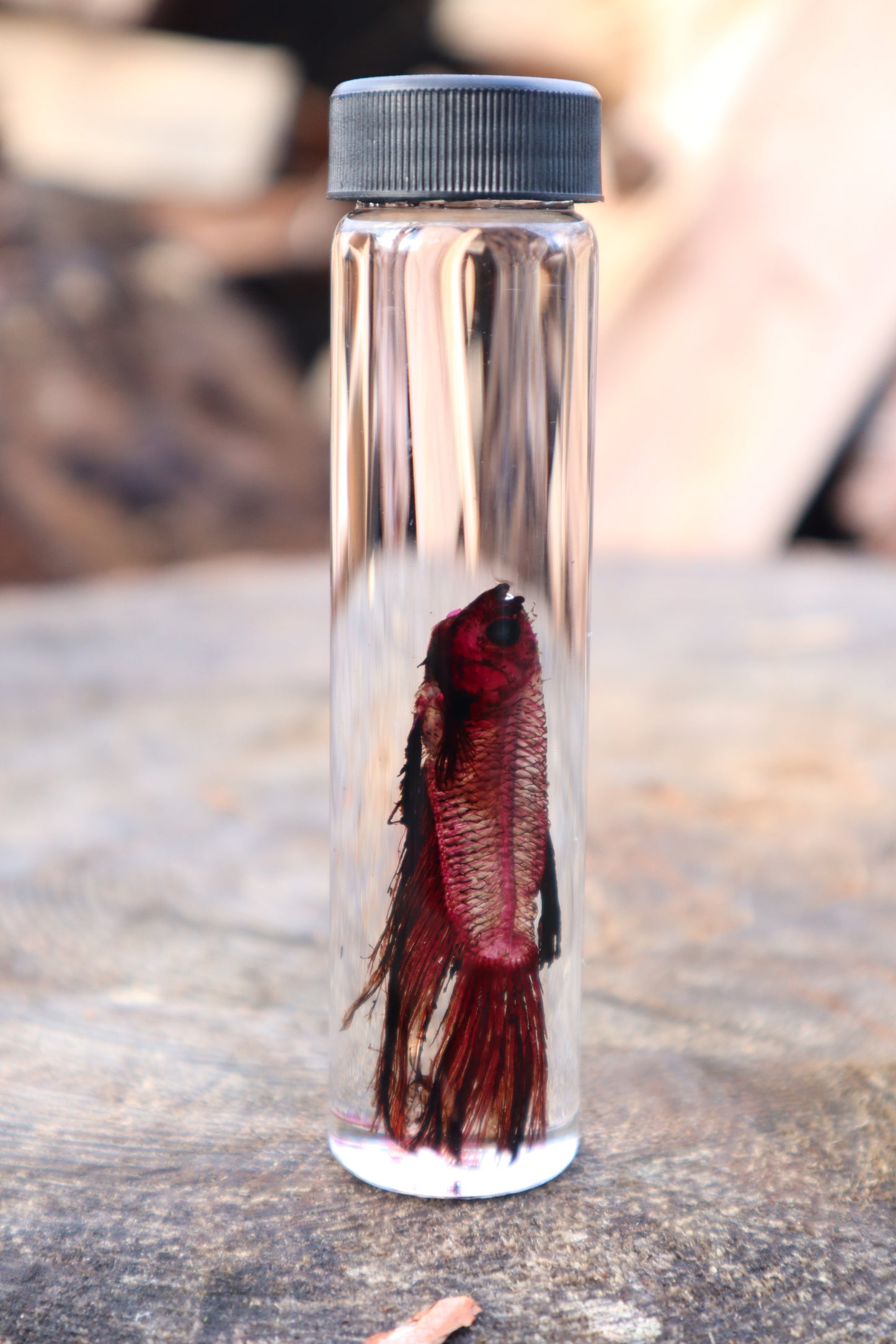 Diaphonized Black Betta Fish