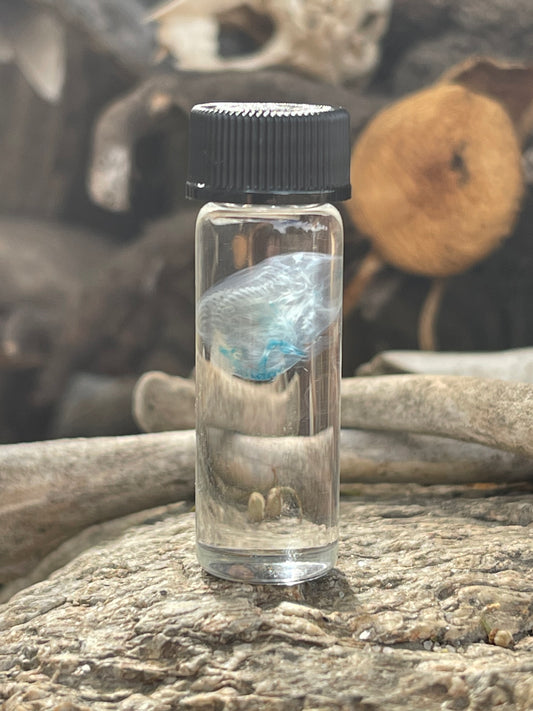 Diaphonized Fetal Mouse