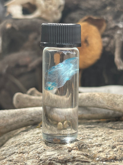 Diaphonized Fetal Mouse