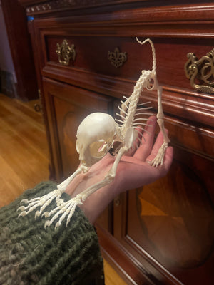 Reserved for Megan - Articulated Kitten Skeleton