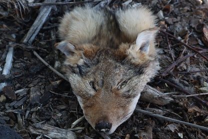 Reserved for Shayne - Soft Tanned Craft Coyote Face