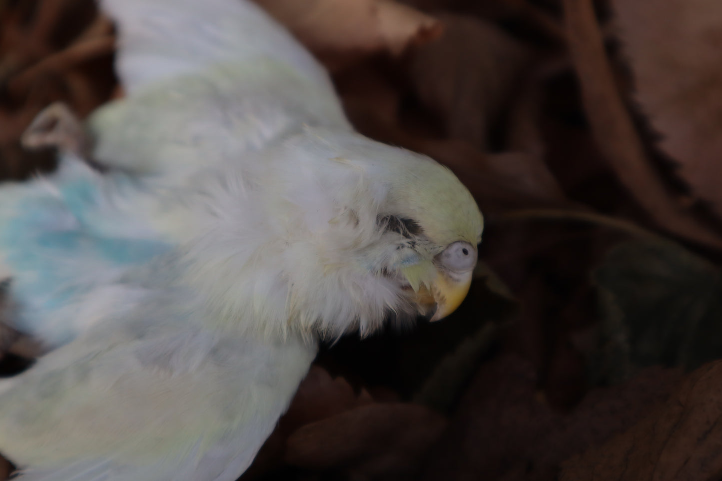 Reserved for HQO - Dry Preserved Parakeet