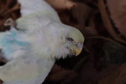 Reserved for HQO - Dry Preserved Parakeet