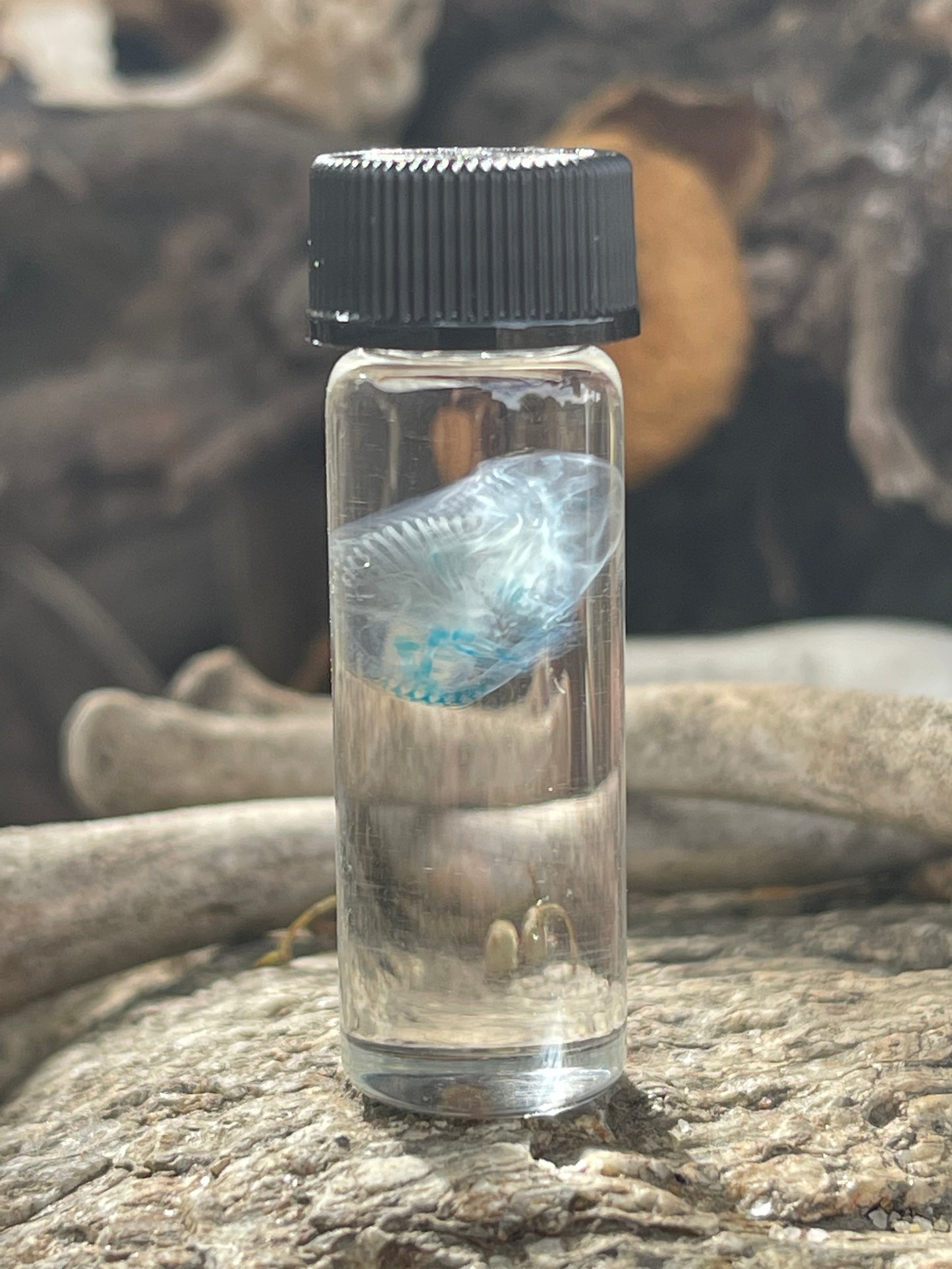 Diaphonized Fetal Mouse