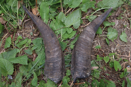 Reserved for Sammy - Goat Horns - Pair