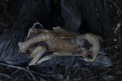 Reserved for Chelsea - Mummified Kitten Refurbish