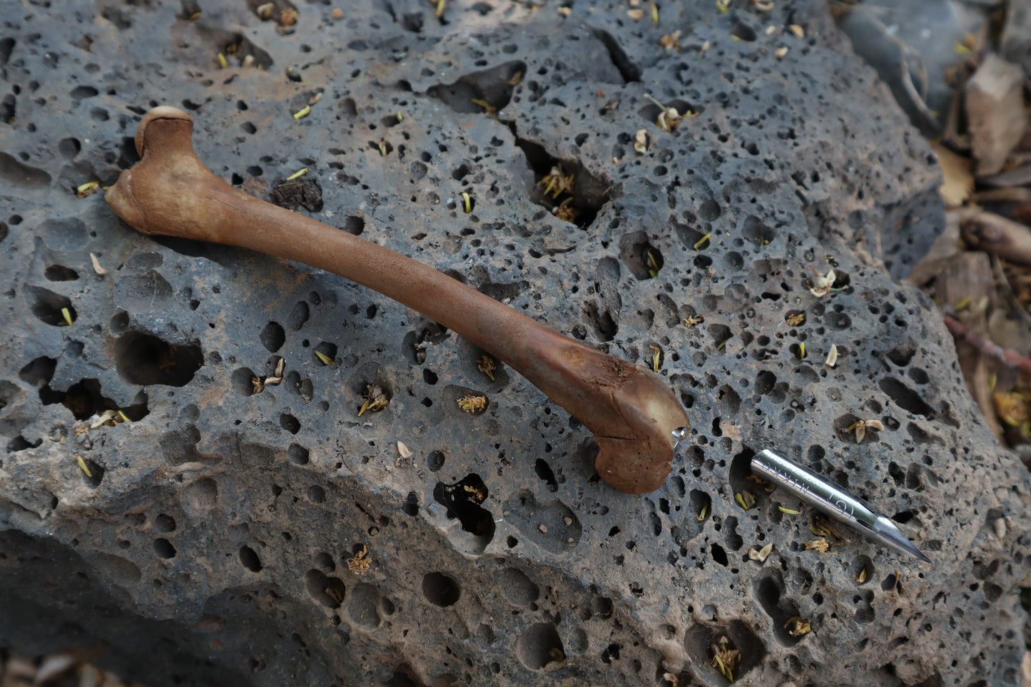 Reserved for Kelsey - Red Fox Bone Calligraphy Pen