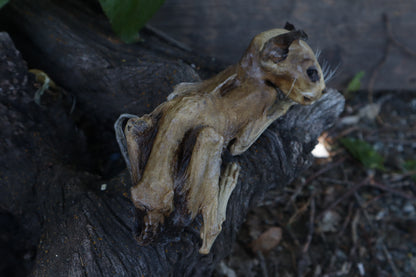 Reserved for Chelsea - Mummified Kitten Refurbish
