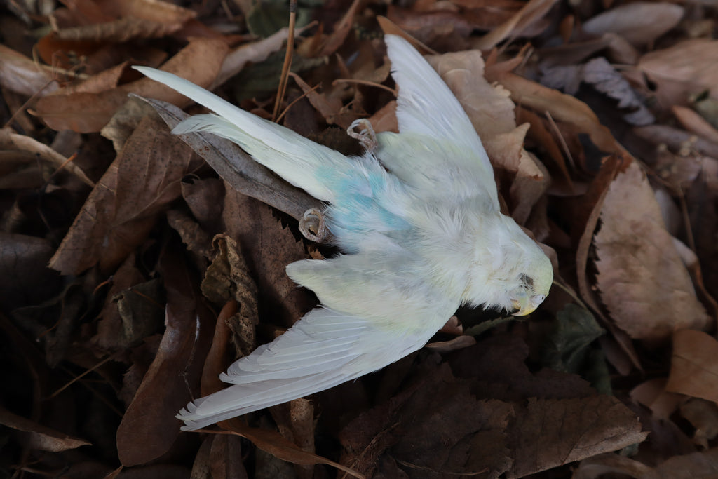 Reserved for HQO - Dry Preserved Parakeet