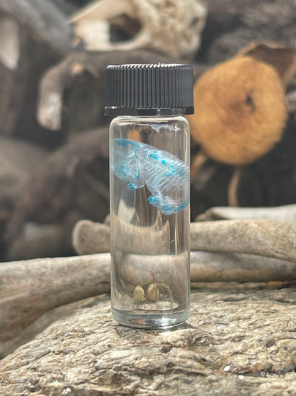 Diaphonized Fetal Mouse