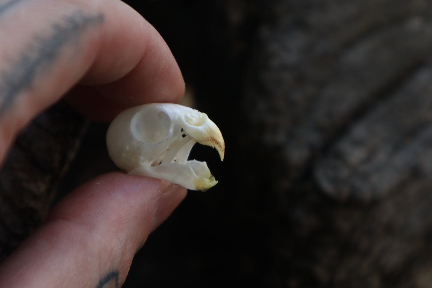 Reserved for Jessica - Parakeet Skull and Dry Preserved Parakeet Wings