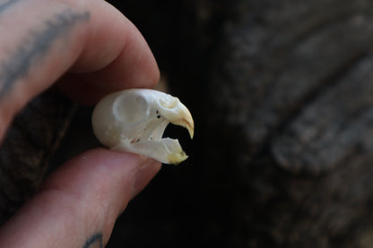 Reserved for Jessica - Parakeet Skull and Dry Preserved Parakeet Wings