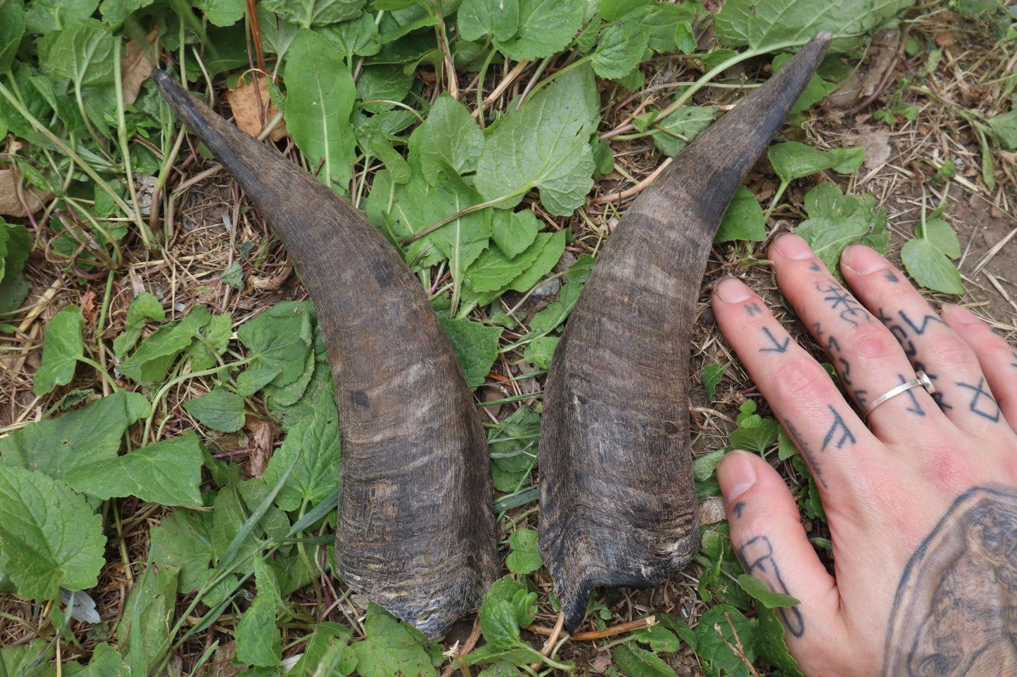 Reserved for Sammy - Goat Horns - Pair