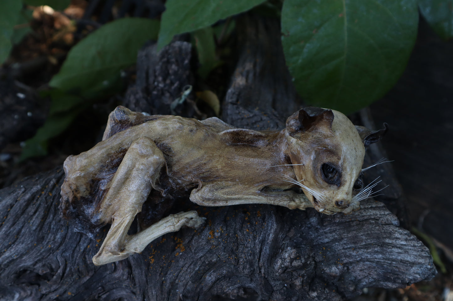 Reserved for Chelsea - Mummified Kitten Refurbish