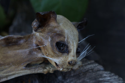 Reserved for Chelsea - Mummified Kitten Refurbish