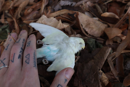 Reserved for HQO - Dry Preserved Parakeet