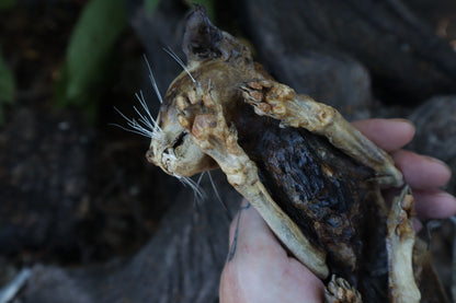 Reserved for Chelsea - Mummified Kitten Refurbish