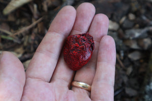 Reserved for Daizie-Lynn - Dry Preserved Gray Fox Heart with Display