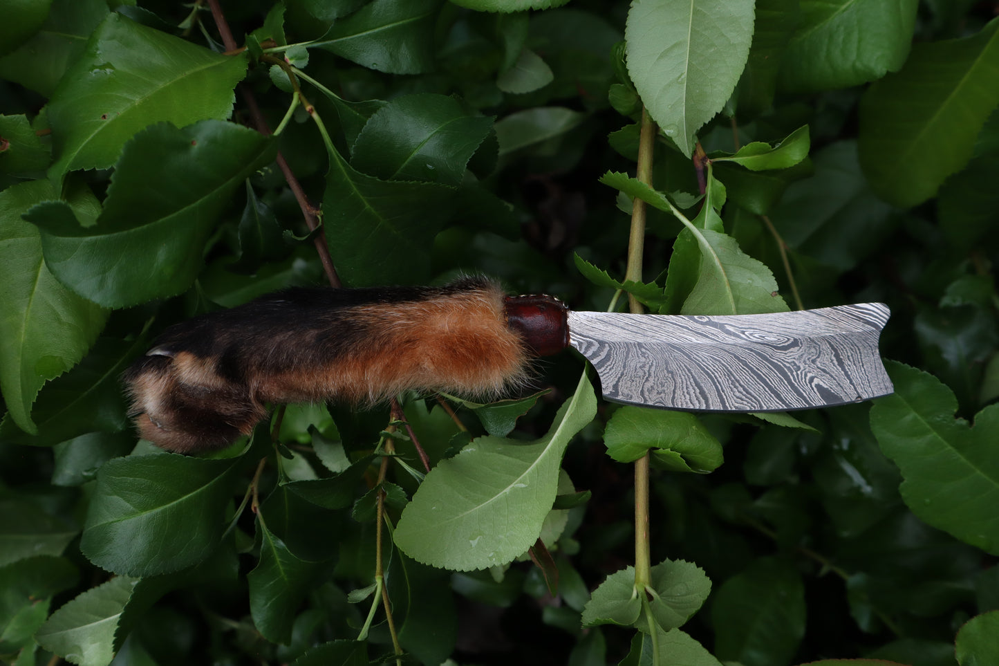 Reserved for D.C. - Damascus Red Fox Paw Cleaver
