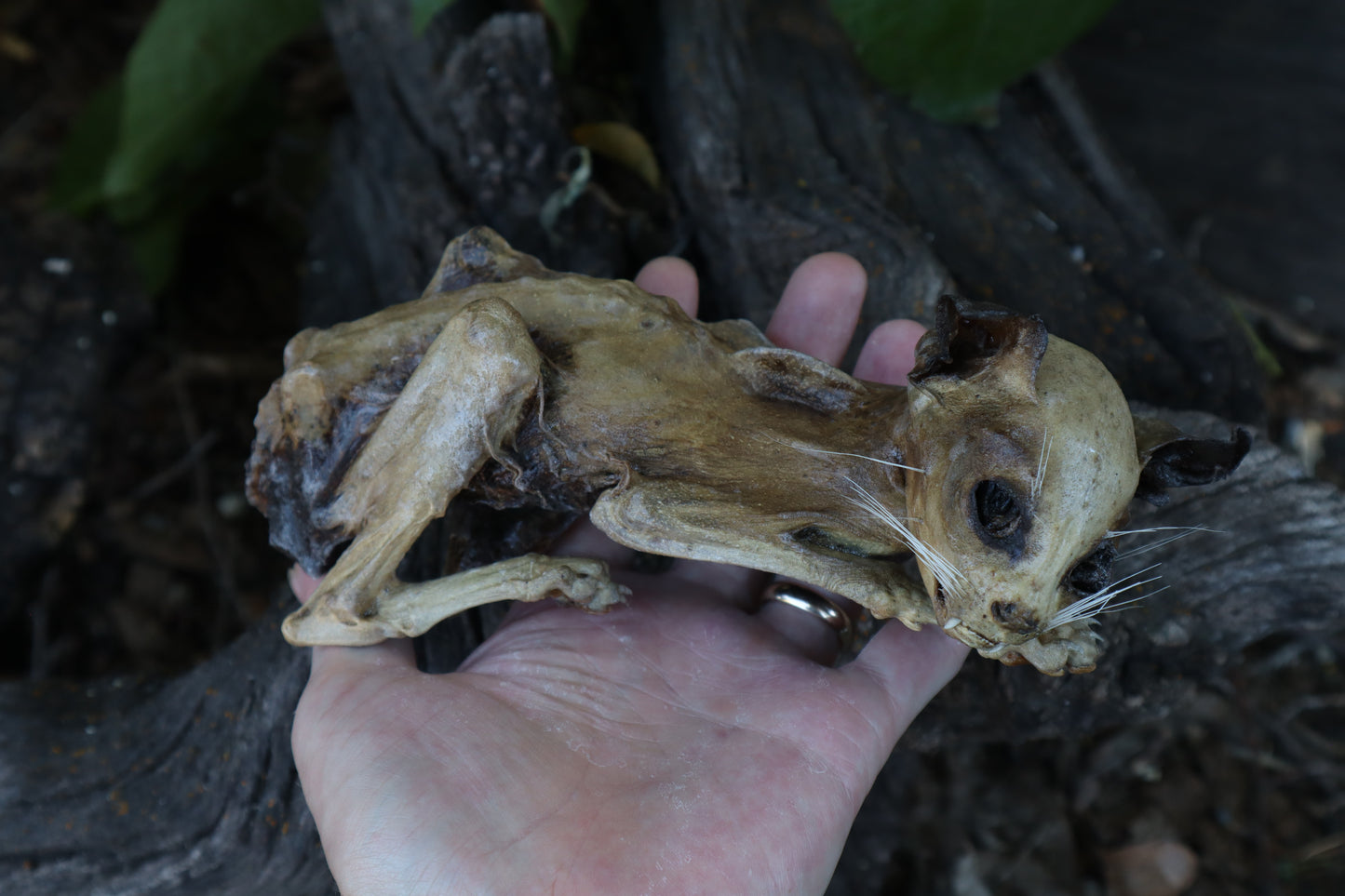 Reserved for Chelsea - Mummified Kitten Refurbish