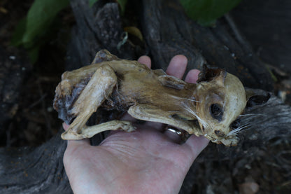 Reserved for Chelsea - Mummified Kitten Refurbish