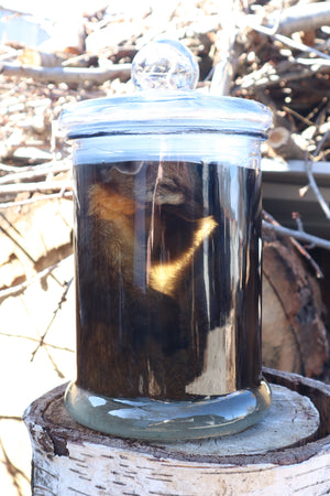 Reserved for Devyn - Pine Marten Wet Specimen