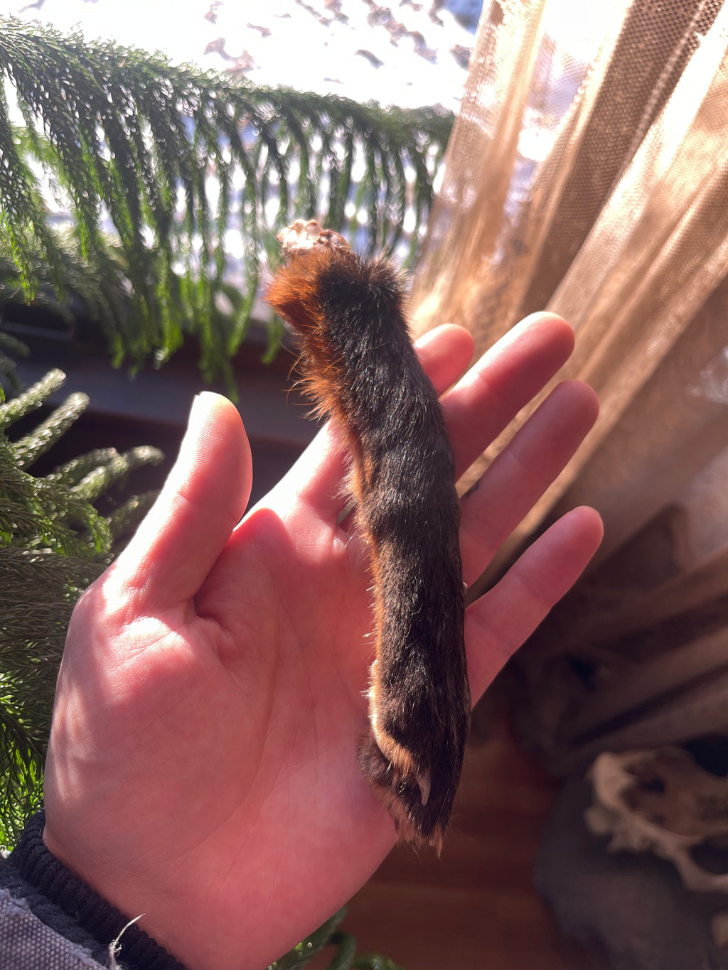 Reserved for Zia - Dry Preserved Red Fox Arm