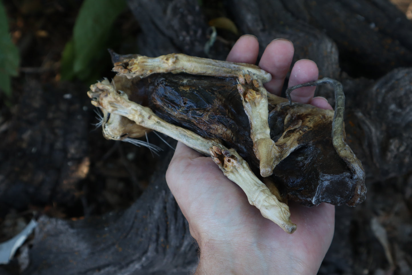 Reserved for Chelsea - Mummified Kitten Refurbish