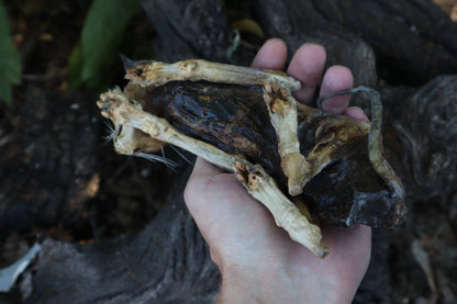 Reserved for Chelsea - Mummified Kitten Refurbish