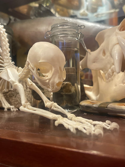 Reserved for Megan - Articulated Kitten Skeleton