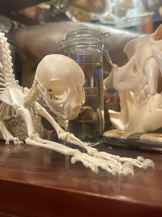Reserved for Megan - Articulated Kitten Skeleton