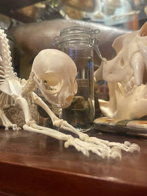 Reserved for Megan - Articulated Kitten Skeleton