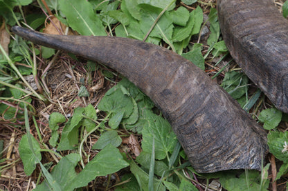 Reserved for Sammy - Goat Horns - Pair