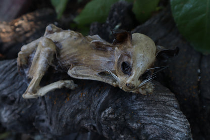 Reserved for Chelsea - Mummified Kitten Refurbish
