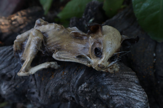 Reserved for Chelsea - Mummified Kitten Refurbish