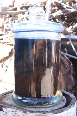 Reserved for Devyn - Pine Marten Wet Specimen